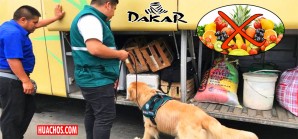 ¡Por favor señores turistas nacionales y extranjeros, no llevar frutas al Sur! ¡Por favor señores turistas nacionales y extranjeros, no llevar frutas al Sur!