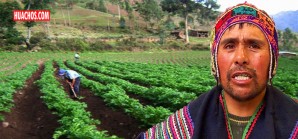 La realidad de los pequeños productores de papa es simple: Ellos trabajan a pérdida | VIDEO La realidad de los pequeños productores de papa es simple: Ellos trabajan a pérdida | VIDEO