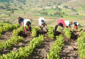 Distrito de Pazos en Tayacaja es la capital de la papa nativa huancavelicana Distrito de Pazos en Tayacaja es la capital de la papa nativa huancavelicana