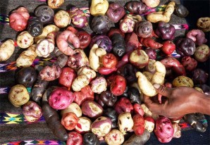 La semilla común y la mala calidad de suelos perjudica a los productores de papa de Huancavelica La semilla común y la mala calidad de suelos perjudica a los productores de papa de Huancavelica