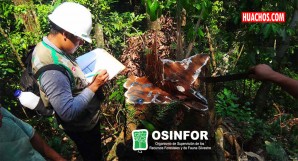 Alerta: El Gobierno Peruano amenaza la independencia del Osinfor Alerta: El Gobierno Peruano amenaza la independencia del Osinfor