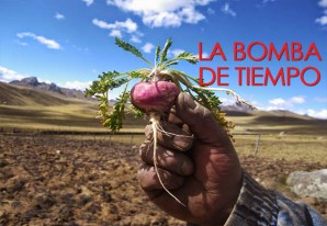 El cultivo incontrolado de maca podría ser perjudicial para el agro huancavelicano El cultivo incontrolado de maca podría ser perjudicial para el agro huancavelicano