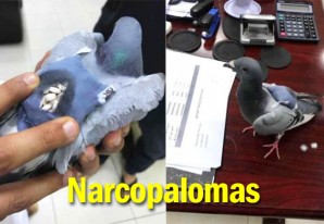 La ingeniosidad desbordante de los narcos, después de los drones ahora son las palomas La ingeniosidad desbordante de los narcos, después de los drones ahora son las palomas