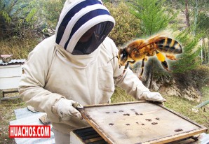 Importación de abejas chilenas no pone en riesgo producción apícola de Perú Importación de abejas chilenas no pone en riesgo producción apícola de Perú