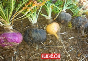 Maca y chinos una combinación explosiva en desmedro del equilibrio ecológico Maca y chinos una combinación explosiva en desmedro del equilibrio ecológico