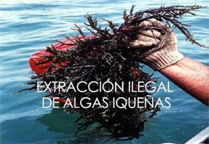 Extracción y comercio ilegal de algas marinas en el litoral iqueño Extracción y comercio ilegal de algas marinas en el litoral iqueño