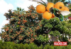 Ica: Senasa establece plazo de cosecha para el níspero de Japón y Hueso Ica: Senasa establece plazo de cosecha para el níspero de Japón y Hueso