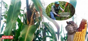 Concretan acciones con agricultores y autoridades de Castrovirreyna para control de roedores Concretan acciones con agricultores y autoridades de Castrovirreyna para control de roedores
