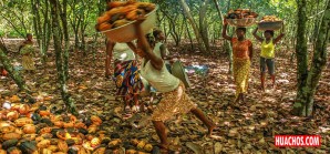 La industria chocolatera arrasa con los bosques de Costa de Marfil, Africa del Oeste La industria chocolatera arrasa con los bosques de Costa de Marfil, Africa del Oeste