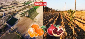 Fruta cualquier cantidad en Independencia y Humay con riego tecnificado | VIDEO Fruta cualquier cantidad en Independencia y Humay con riego tecnificado | VIDEO